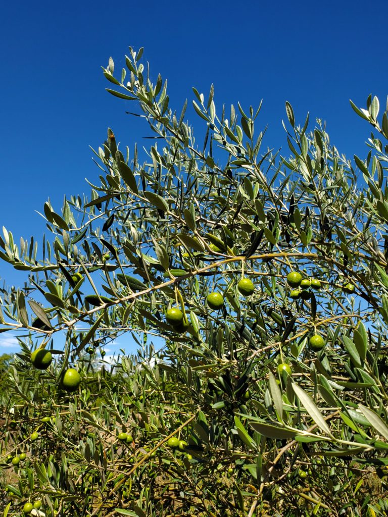 オリーブの収穫 江田島の実 沖美ベジタ