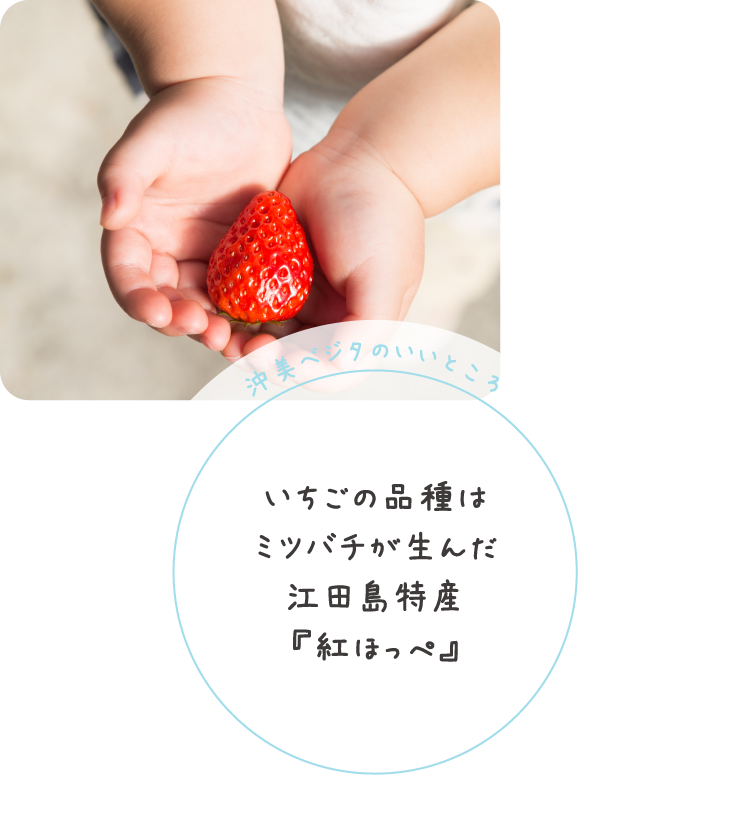 沖美ベジタのいいところ
いちごの品種はミツバチが生んだ江田島特産『紅ほっぺ』